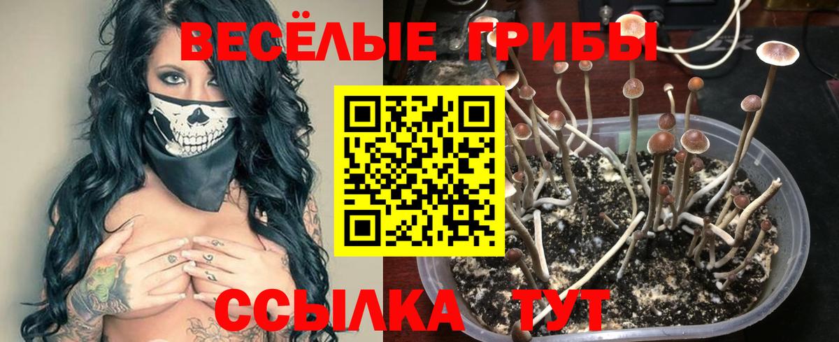 Галлюциногенные грибы Psilocybe Балаково